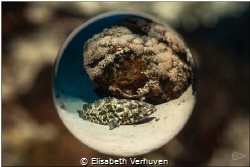 Through the ball! by Elisabeth Verhuven 